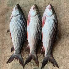 রুই মাছ