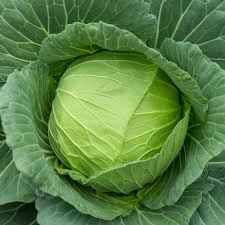 বাঁধাকপি