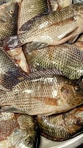 তেলাপিয়া মাছ