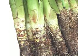 ফাইন্নে কচু