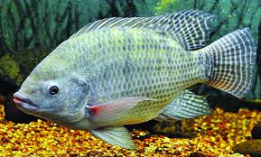 নাইলোটিকা মাছের