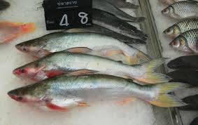 পাঙ্গাস