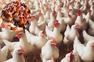 Golden Boiler Chickenসোনালি মুরগির মাংস