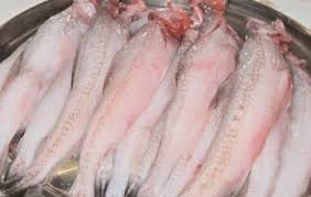 লইট্টা মাছ (বিকাল ৩টা থেকে সন্ধ্যা