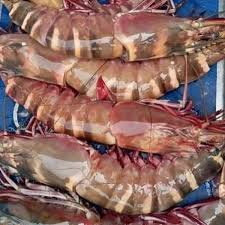 সাগরের চিংড়ি মাছ