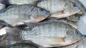 তেলাপিয়া মাছ