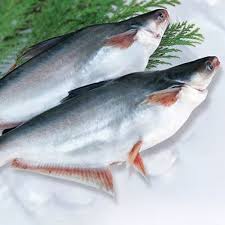 পাঙ্গাস মাছ (বিকাল ৩টা থেকে সন্ধ্যা