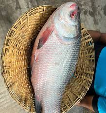 কাতলা মাছ