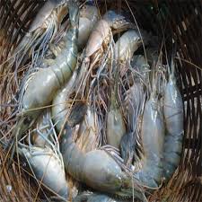 চিংড়ি মাছ