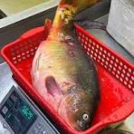 কারফু মাছ