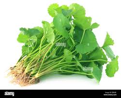 থানকুনি পাতা